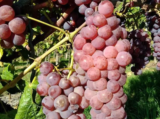 Fewo Klein Pfaffenweiler